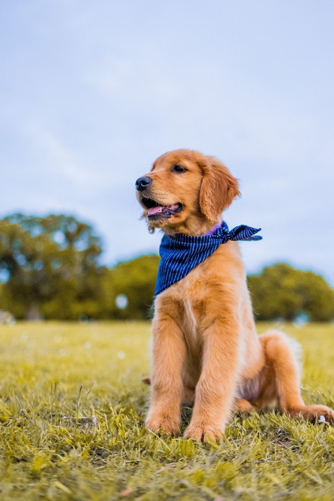 Cachorro golden retriever atendido con cuidado veterinario