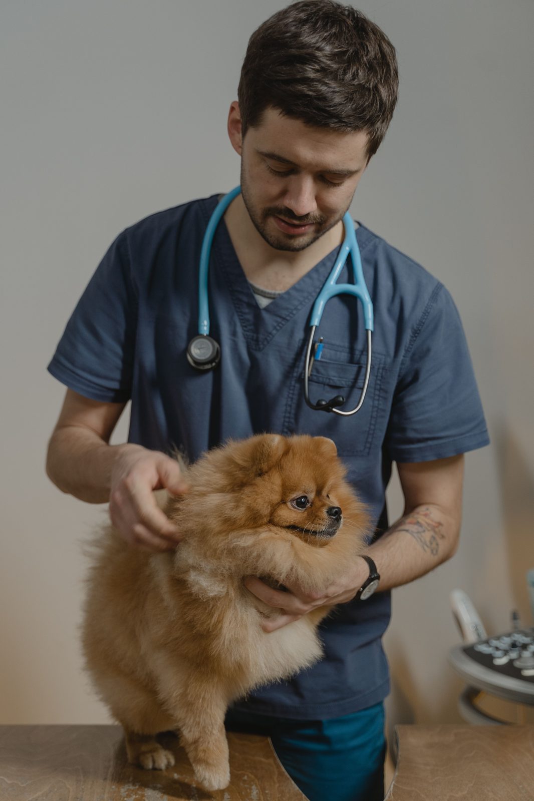 Veterinario revisando a un perro pomerania en consulta