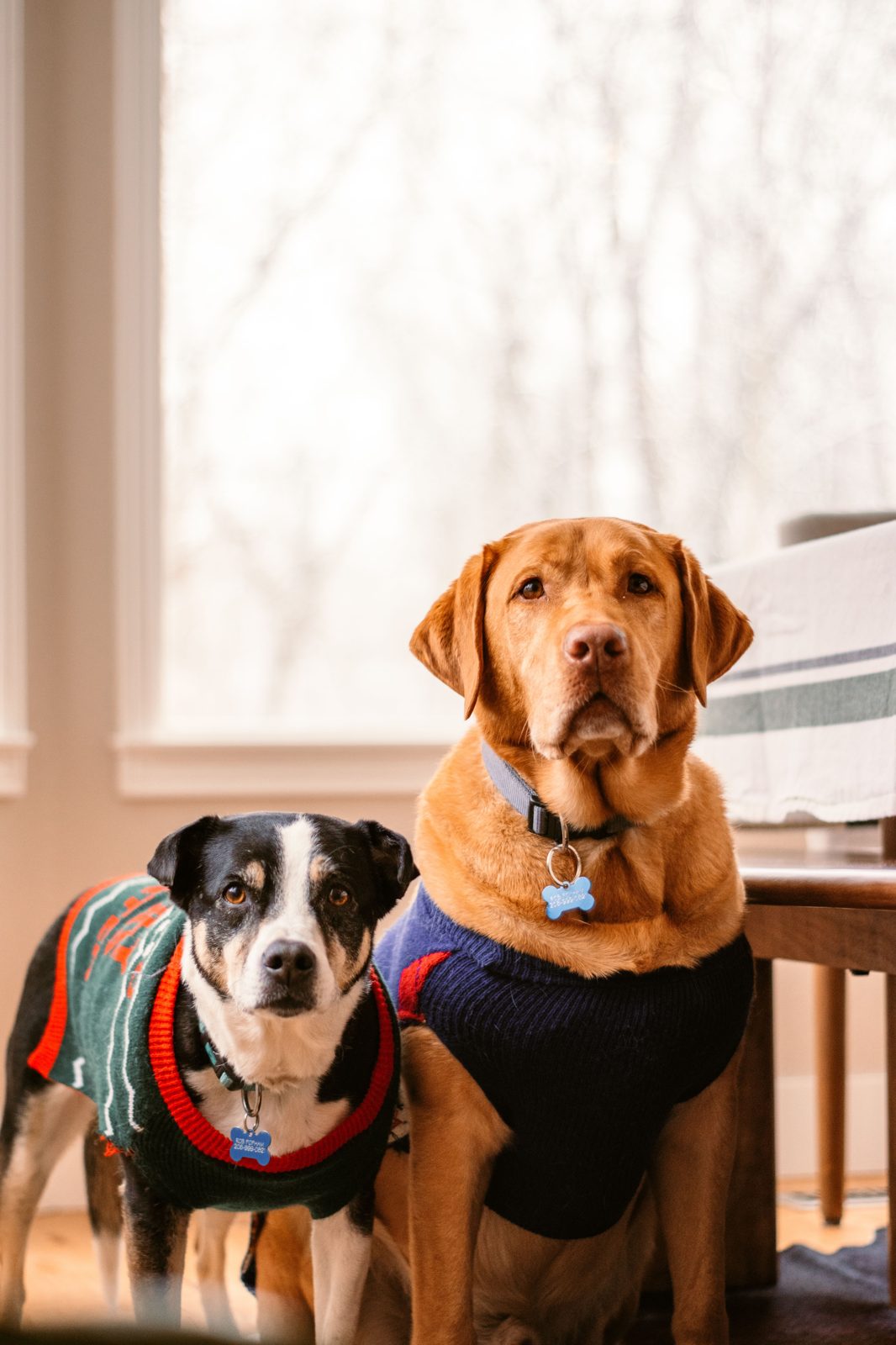 Perros con suéter esperando en clínica veterinaria