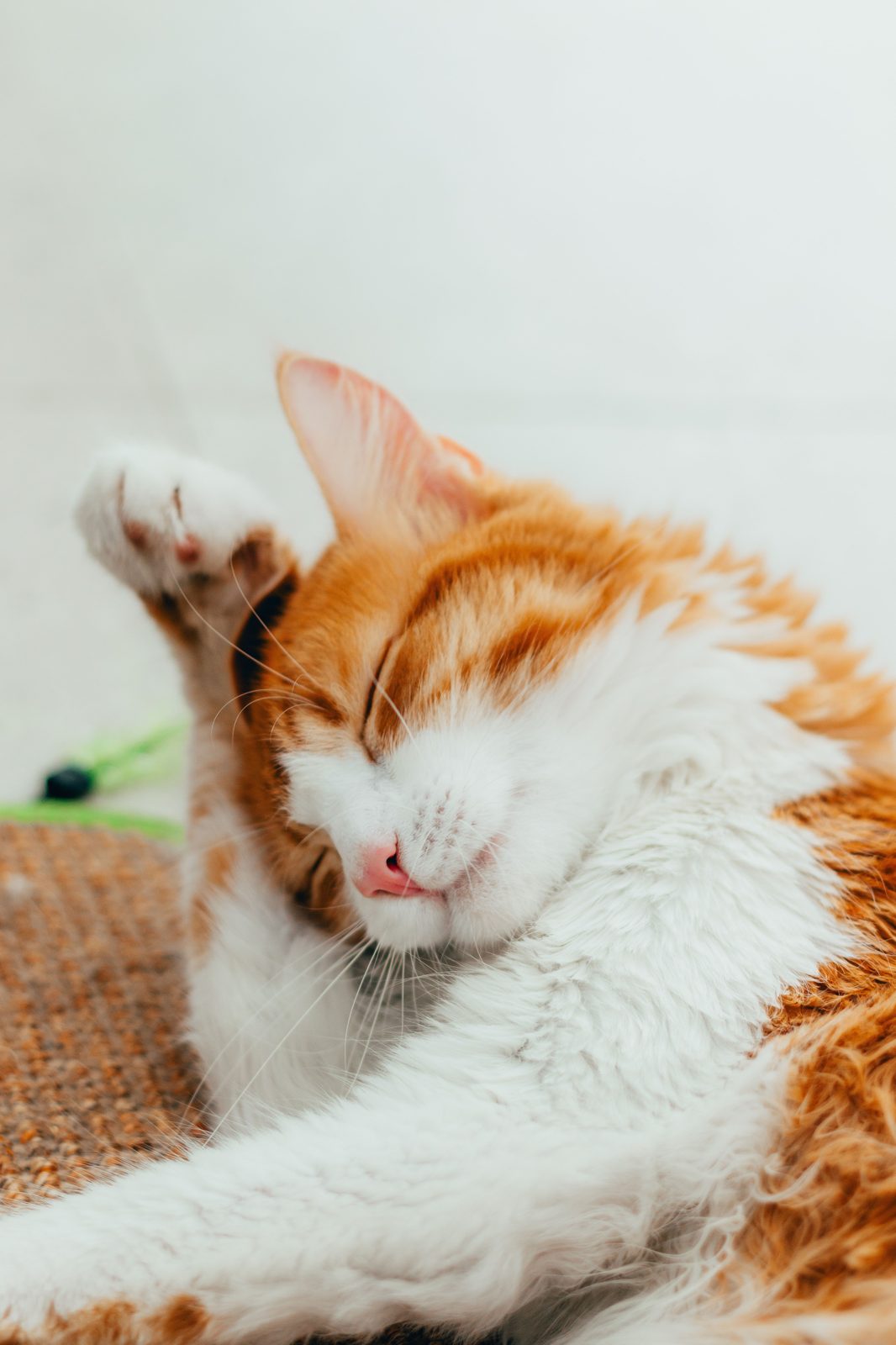 Gato descansando después de su chequeo veterinario